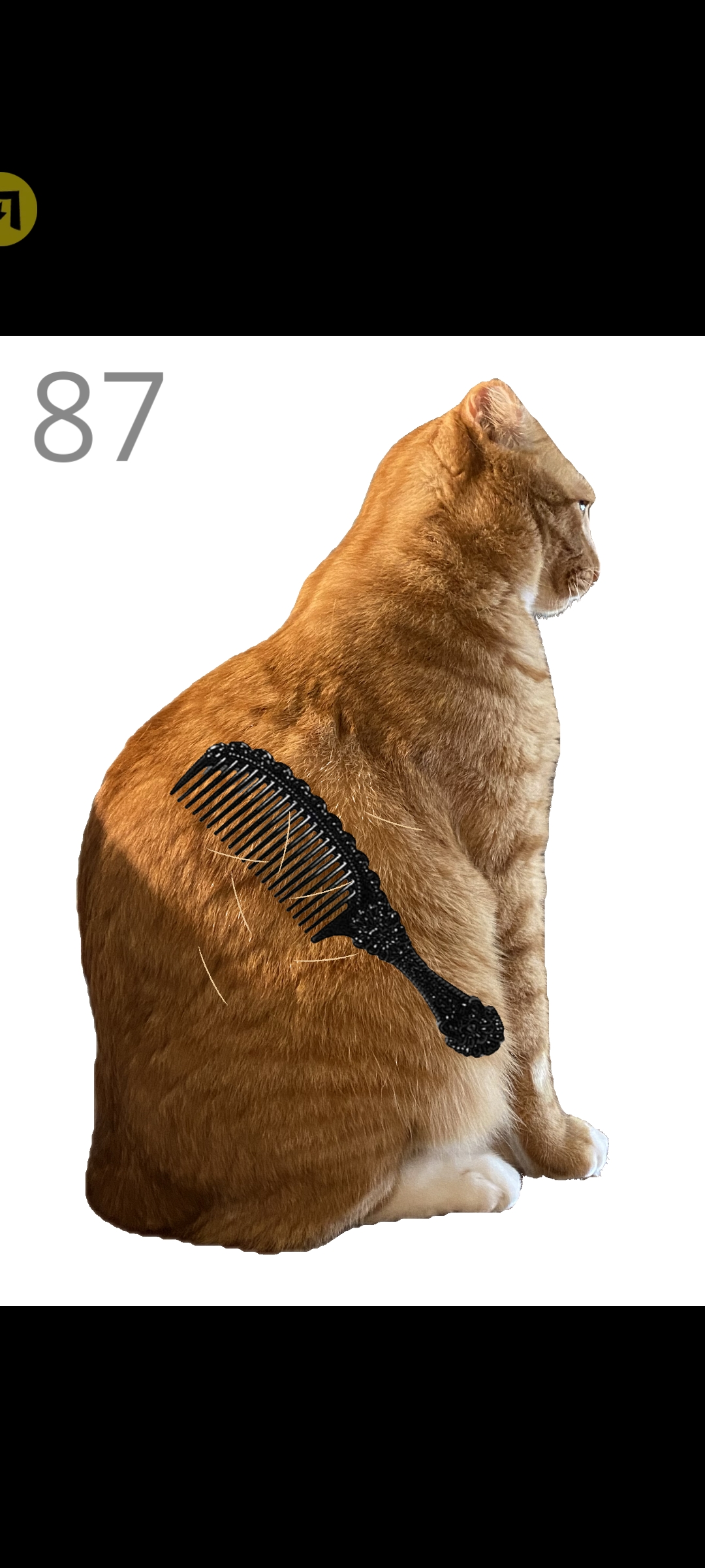 给猫梳毛游戏截图