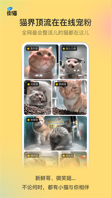 街猫软件截图